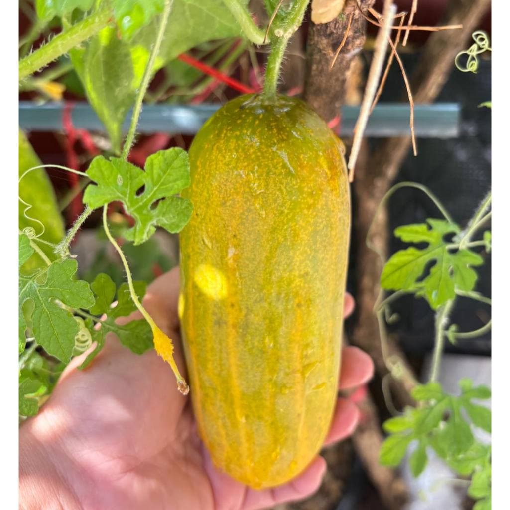 เมล็ดพันธุ์แตงกวา ผักสวนครัว 40-100 เมล็ด ผลตรง สีเขียว เนื้อกรอบ รสหวานฉ่ำ ปลูกง่าย ชอบแดด รูปที่ 5