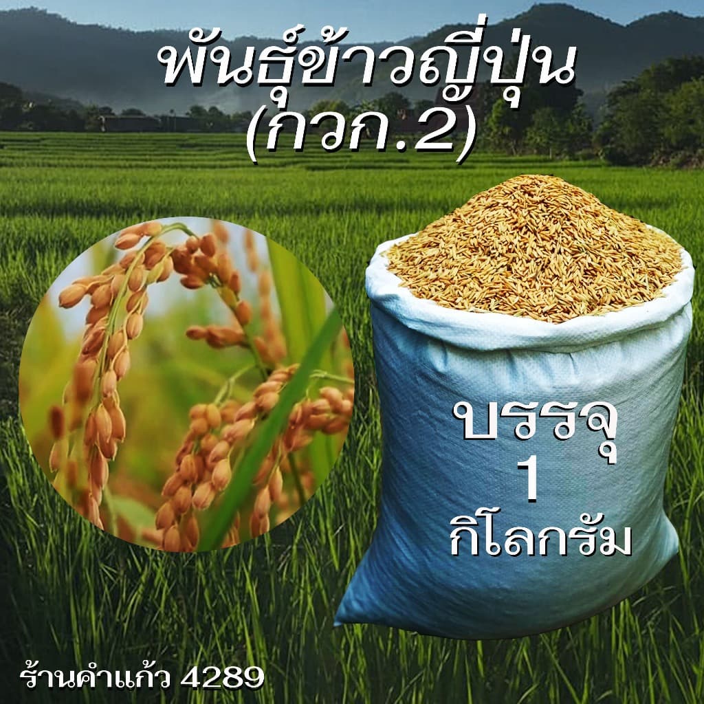 เมล็ดพันธุ์ข้าวญี่ปุ่น บรรจุ 1 Kg. พันธุ์ข้าวอย่างดี คัดพิเศษ ปลูกได้ตลอดปี ปลูกเองขายเองโดยวิธีธรรมชาติ รูปที่ 1