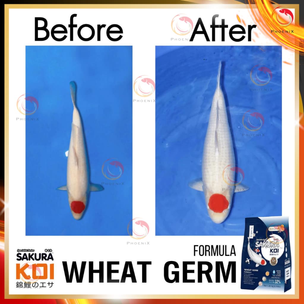 โปร +1กก.ในถุง หรือ แถมถุงเล็ก Sakura Koi อาหารปลาคาร์ฟ สูตร 2in1 เร่งโต+เร่งสี ขนาดถุง 6.5 kg. รูปที่ 8