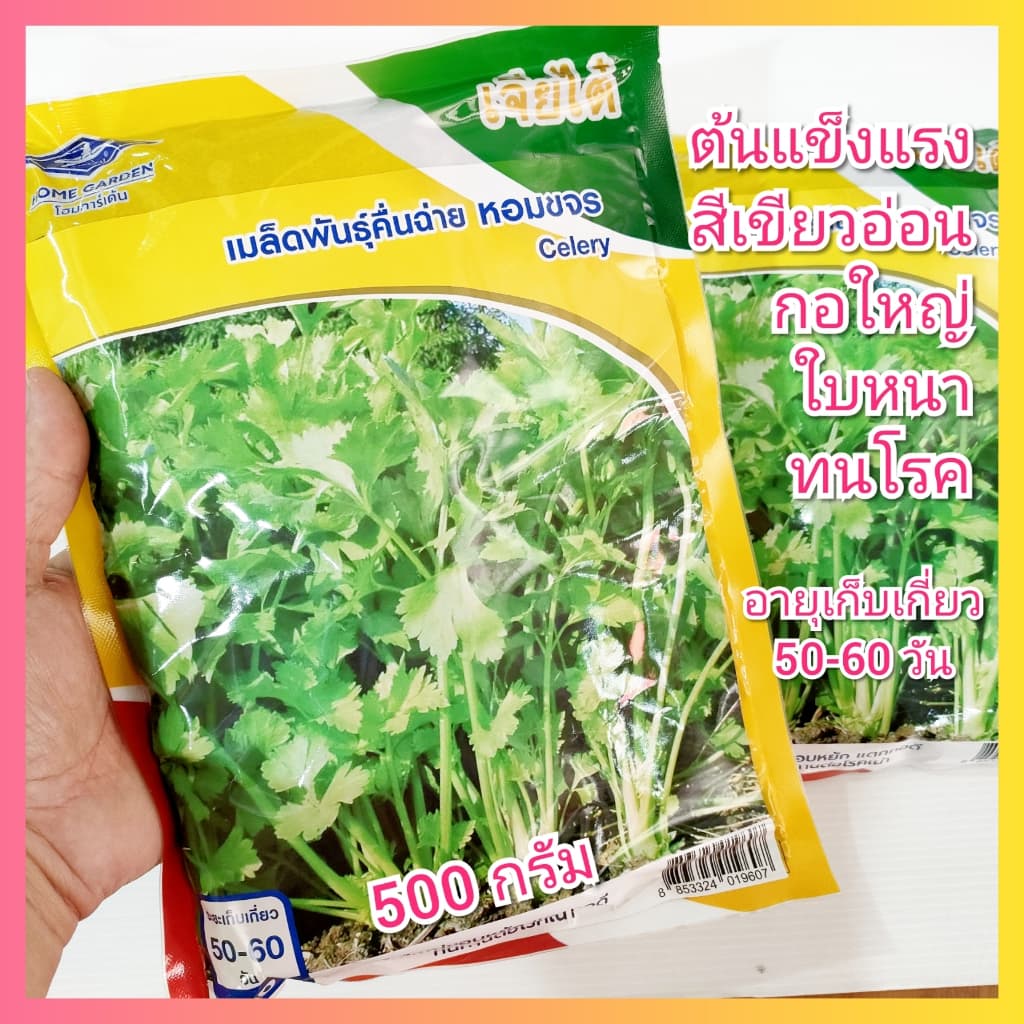 เมล็ดพันธุ์คื่นฉ่าย หอมขจร 500 กรัม ตราเจียไต๋ คื่นฉ่ายหอมขจร รูปที่ 1