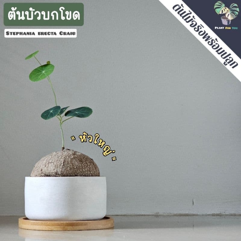 ต้นบัวบกโขด พร้อมกระถาง+จานรองไม้+หินภูเขาไฟแต่งหน้ากระถาง รูปที่ 5