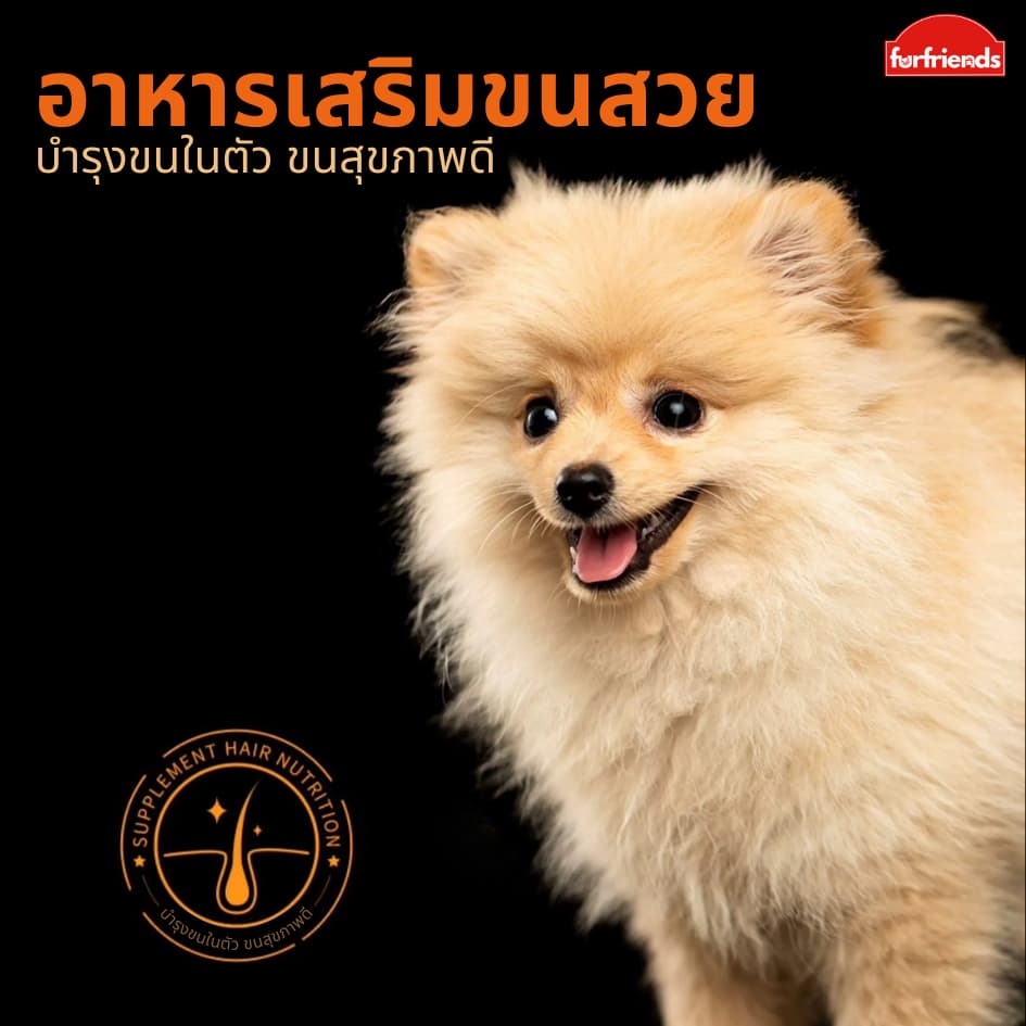 Furfriends ขนมขัดฟันสุนัข พันธุ์ใหญ่ 360g ไก่อบแห้ง พันหนังวัว รักษาฟัน ขนมสุนัข รูปที่ 7