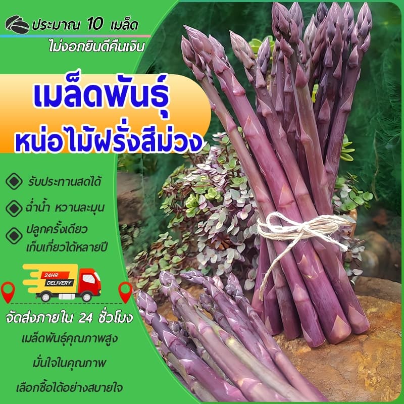 10 เมล็ดเมล็ดพันธุ์หน่อไม้ฝรั่งสีม่วง อเมริกันเมล็ดหน่อไม้ฝรั่งสีม่วง!!งอกง่าย โตไวพุ่มใหญ่ทานอร่อย รูปที่ 1