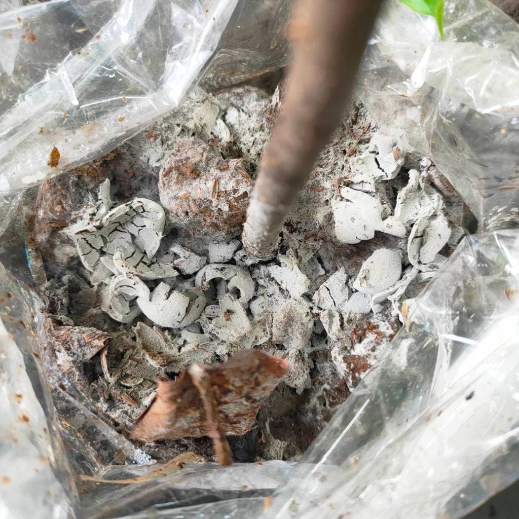 เชื้อเห็ดป่ารวม | สูตรเส้นใยบริสุทธิ์ เดินเชื้อเร็ว | โอกาสเกิดสูงขึ้น | สูตรเฉพาะ | รูปที่ 3