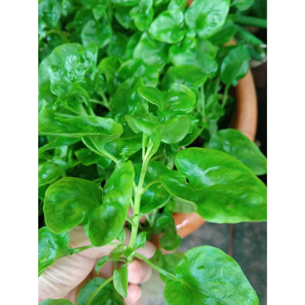 ต้นกล้า วอเตอร์เครส สีเขียว green watercress สลัดน้ำ กล้าละ 10บาท รูปที่ 2