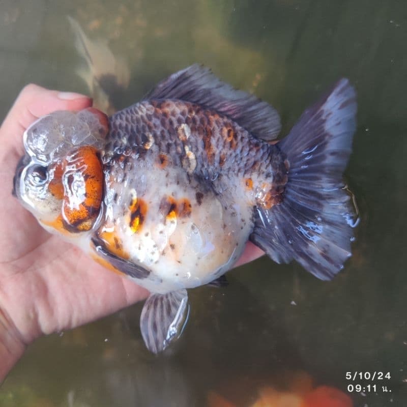 ปลาCosmo เม็ดจม โปรตีน42% เร่งสี เร่งโต น้ำไม่ขุ่น รูปที่ 2