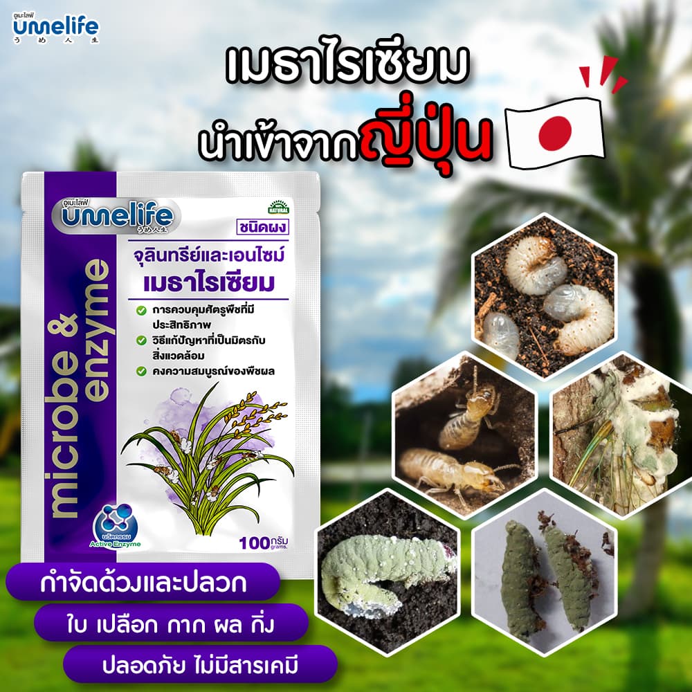 อูเมะไลฟ์ เมธาไรเซียม 100 กรัม กำจัดด้วง ตัวอ่อนด้วง กำจัดปลวก กำจัดแมลงใต้ดิน ช่วยให้ต้นไม้สมบูรณ์ รูปที่ 1