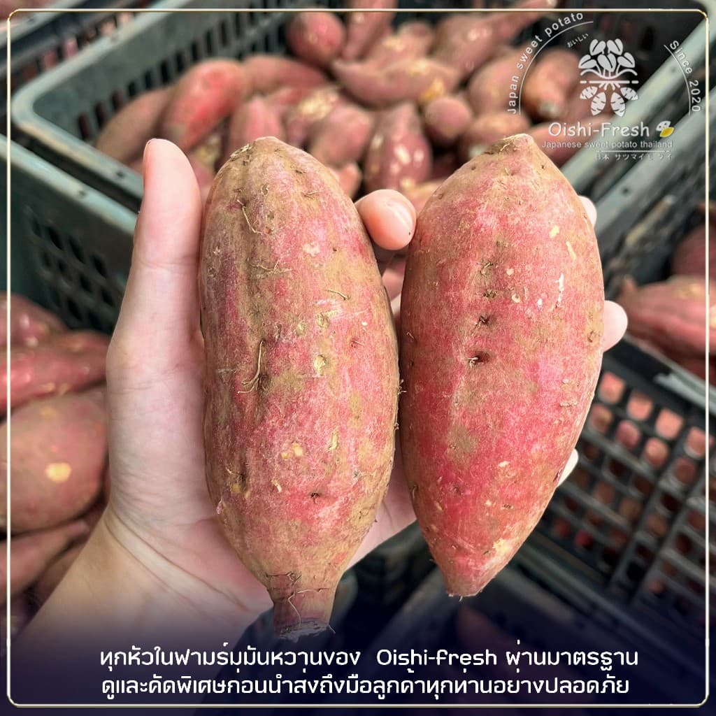 Oishi-Fresh ขายดีอันดับ1 มันหวานญี่ปุ่น Sweet potato เบนิฮารุกะ เนื้อเหลือง หอมหวาน อร่อย 1 กก.สินค้าเคลมได้ 1-2 วัน รูปที่ 3