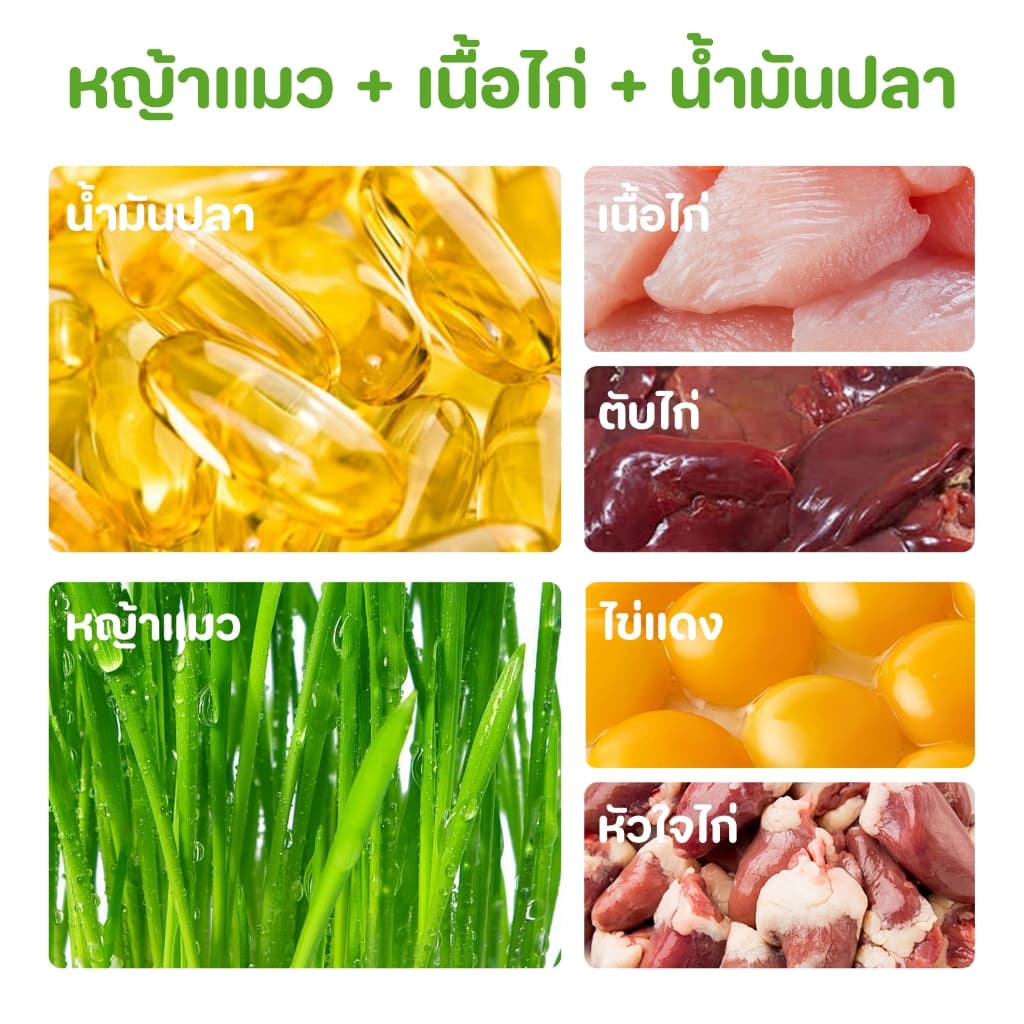 หญ้าแมวฟรีซดราย หญ้าแมวแห้ง ต้นอ่อนข้าวสาลี หญ้าแมวแท่ง ขนมหญ้าแมว ผลิตจากต้นอ่อนข้าวสาลี รูปที่ 4