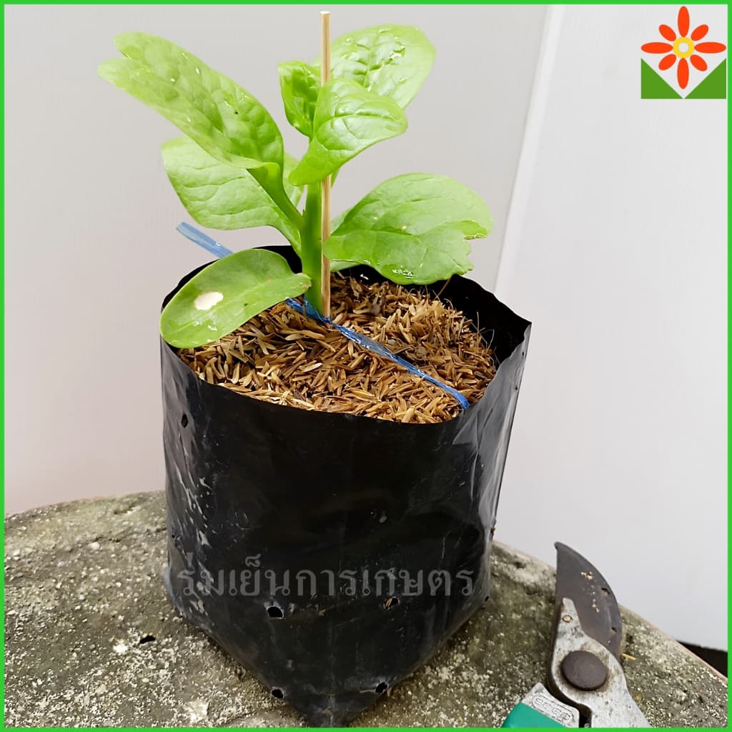 ต้นผักปลังเขียว ต้นผักปรังเขียว ส่งพร้อมถุงเพาะ 5.5นิ้ว. ผักสวนครัว รูปที่ 2