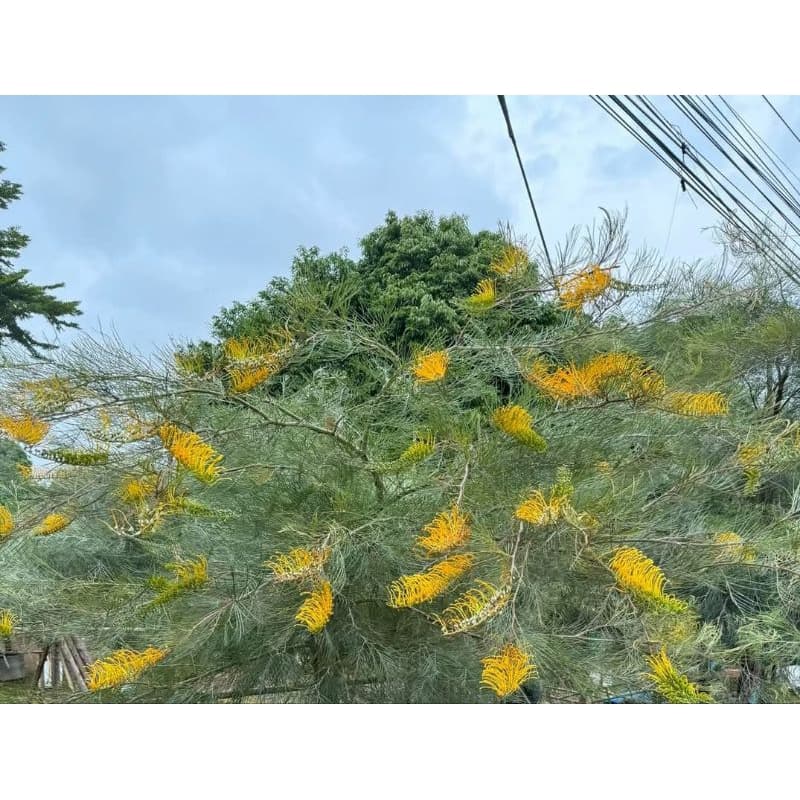 ต้นสนเกรวิลเลีย เหลืองเลื้อย 1เมตรกิ่งตอน รูปที่ 1