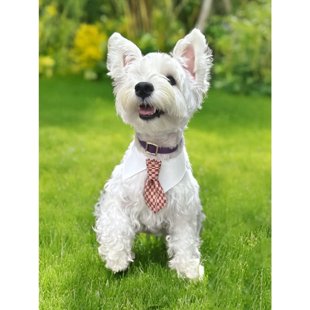 เนคไท น้องแมวน้องหมา ปลอกคอ รุ่น necktie ลายและสีสวย น้องใส่แล้วหล่อมาก ทำจากผ้า cotton รูปที่ 5