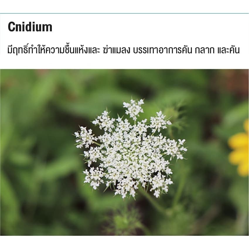 yugogoสเปรย์ผิวหนังสุนัขแมว สเปรย์นาโน แผลแห้งไว Nano Spray สุนัข แมว 100ml รูปที่ 7