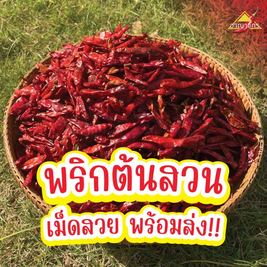 พริกแห้ง จินดา 5 กก. เม็ดอวบ ทำน้ำพริก ทำพริกแกง ทำพริกป่น และ อาหารอื่นๆ รูปที่ 6