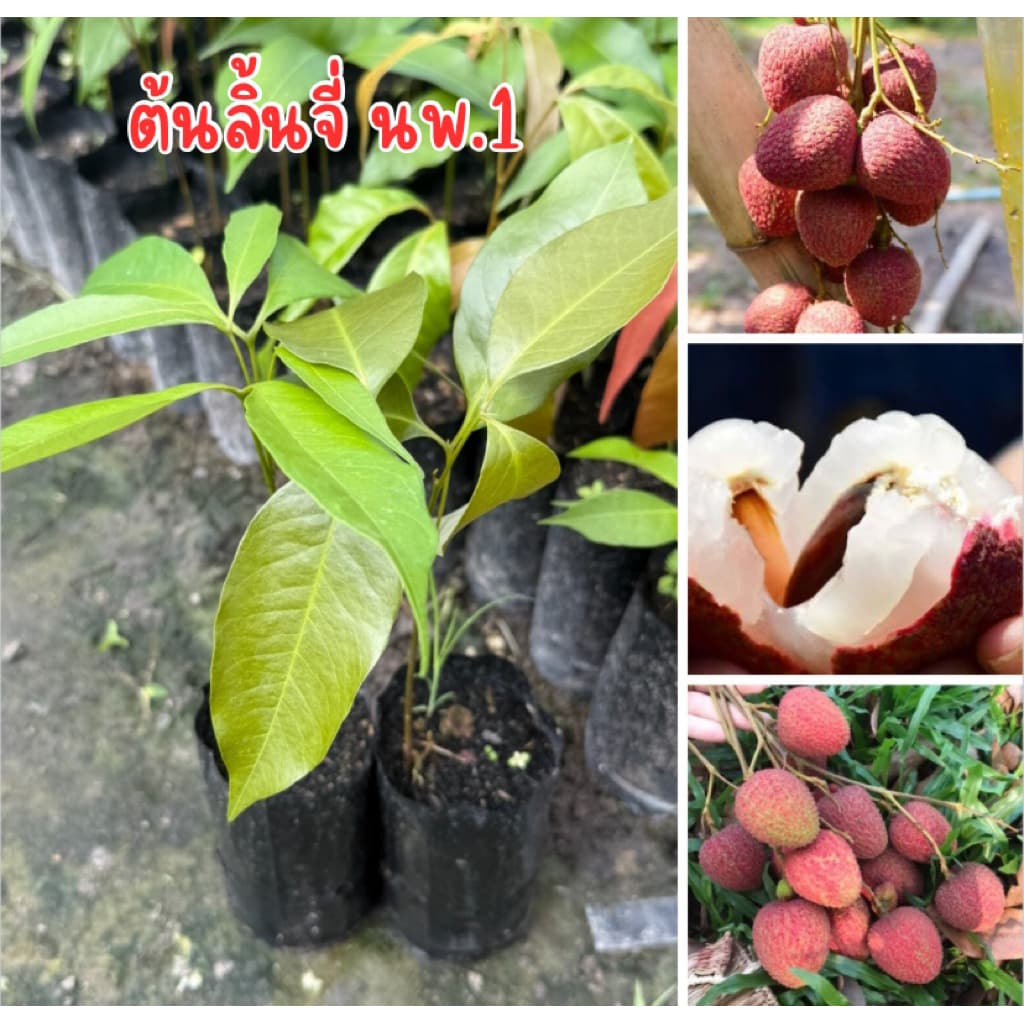 ต้นลิ้นจี่ นพ.1 ต้นสูง20เซน พร้อมปลูก รูปที่ 1