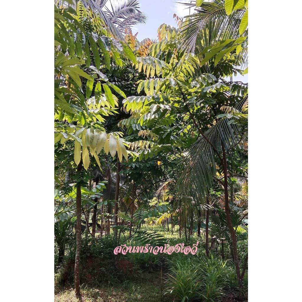 ต้นลำไยคริสตัล รูปที่ 2