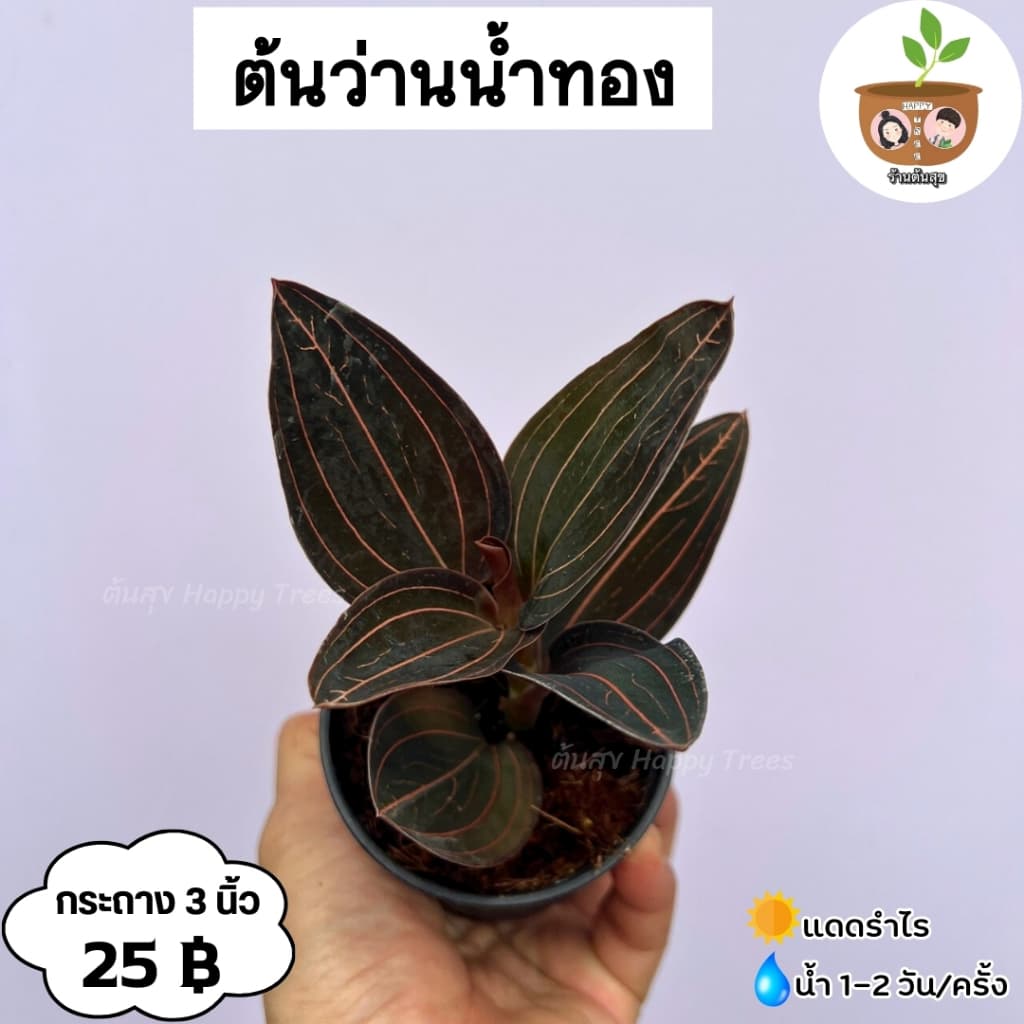 ต้นว่านน้ำทอง จัดส่ง 2 ต้นขึ้นไป คละแบบได้ รูปที่ 2