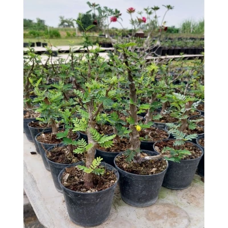 มะขามมาดากัสการ์ Senna Meridionalis มะขามมาดากัสการ์ กิ่งชำ รูปที่ 9