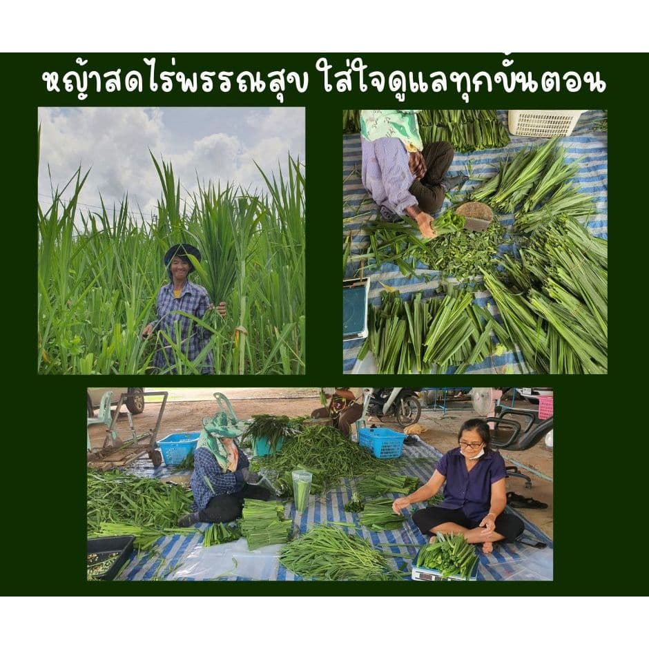 ใบหญ้าเนเปียร์สด ใหม่ปลอดสารพิษสำหรับสัตว์เต่ากระต่ายหนูแกสบี้ รูปที่ 2