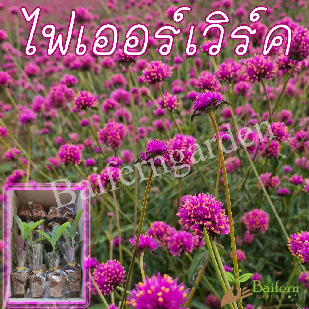 ต้นกล้าดอกไฟเออร์เวิร์ค สวยงาม เลี้ยงง่าย รูปที่ 1