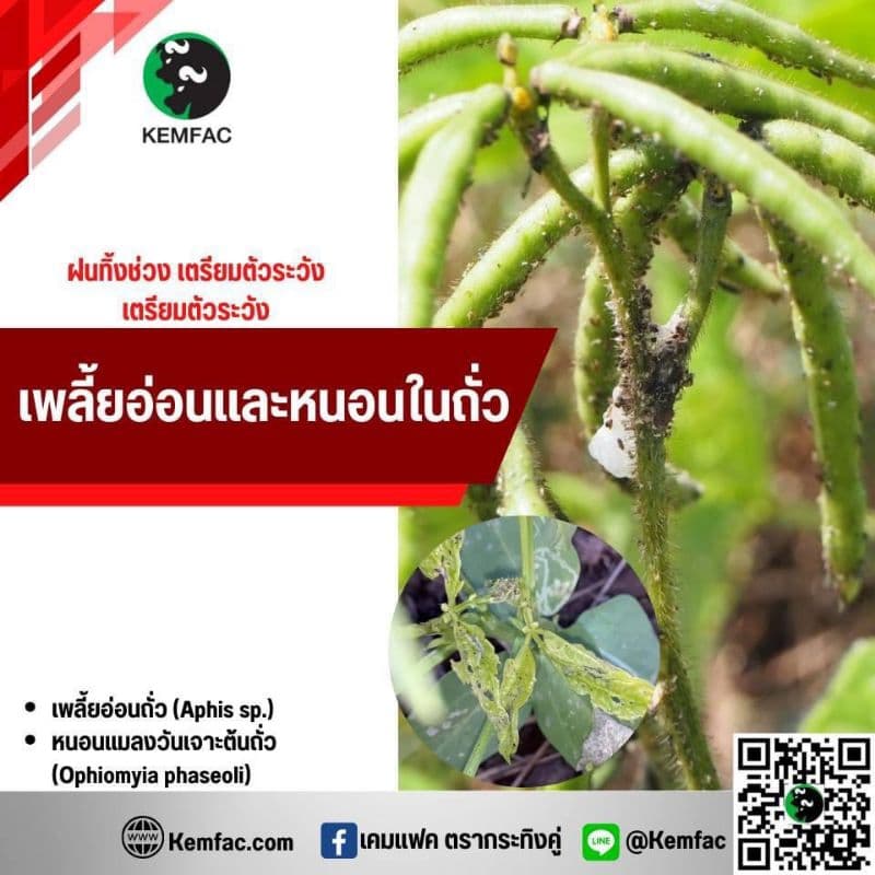 ทูแทค ยกลัง 20ขวด ยาหนอน เพลี้ย สูตรเย็น รูปที่ 6