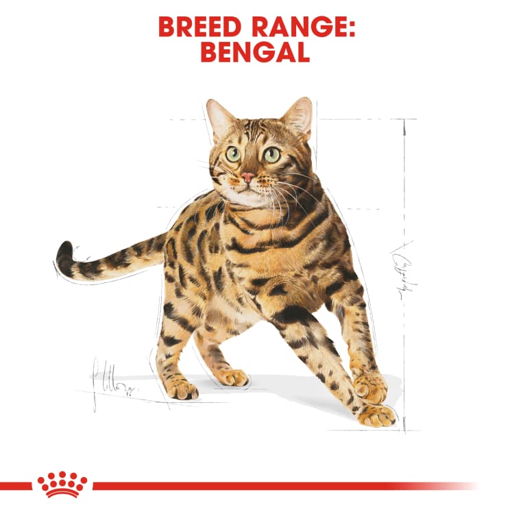 Royal Canin Bengal Adult อาหารแมว แมวโต รอยัลคานิน ตัวแน่น พันธุ์ เบงกอล 2 kg รูปที่ 4