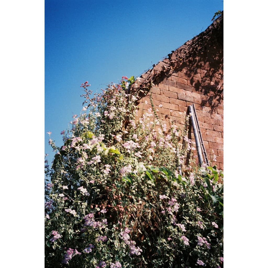 ฟิล์มสี สดใหม่ Fuji 400 รูปที่ 6