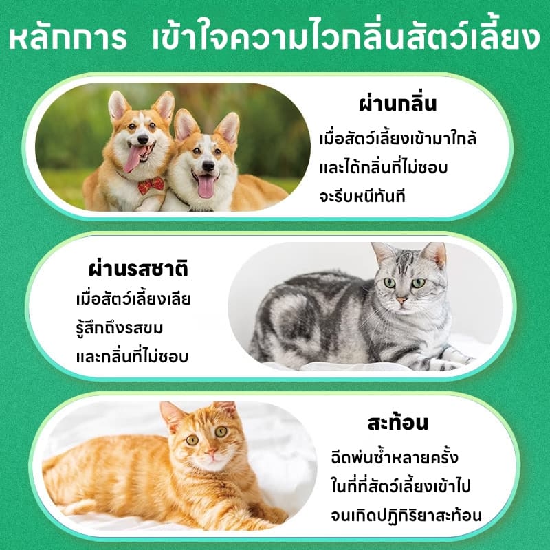 แมวหายไปใน 1 วินาทีSKy ไล่แมว กลิ่นไล่แมว สเปรไล่แมว ไล่แมวขี้ ยาไล่แมว ที่ไล่แมว ซื้อ 1 แถม 1 ใช้งานได้ถึง 360 วัน รูปที่ 6