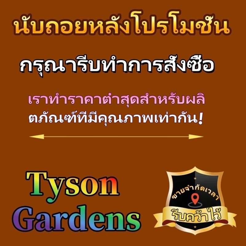 100 ใบถุงห่อผลไม้ ถุงห่อมะม่วง ใช้ห่อกันแมลง เพลี้ย แสงแดด ถุงห่อฝรั่ง ถุงใส่ยาไล่แมลง 20x30 ซ.ม.ถุงห่อผลไม้กันแมลง รูปที่ 2