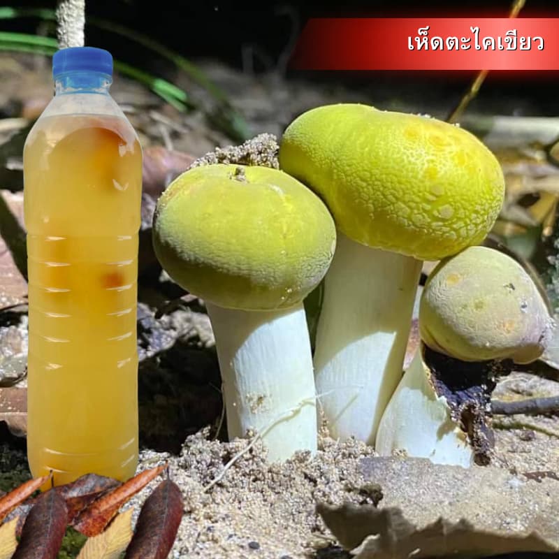 เชื้อเห็ดตะไคลเขียว | สูตรเส้นใยบริสุทธิ์ เดินเชื้อเร็ว | โอกาสเกิดสูงขึ้น | สูตรเฉพาะ | 600 มล. รูปที่ 1
