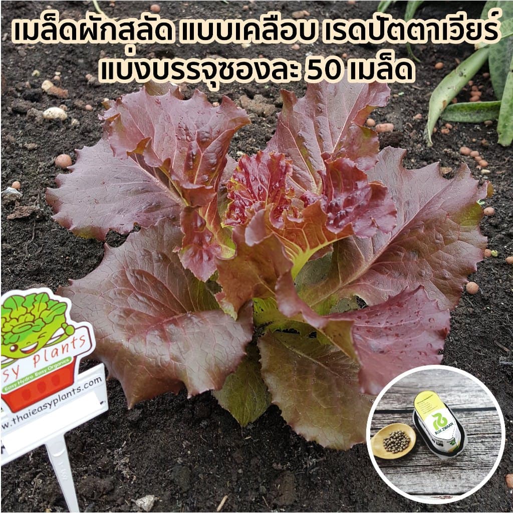 เมล็ดพันธุ์ผักสลัดเคลือบ ปลูกง่าย งอกเร็ว 99% ปลูกในบ้าน ไฮโดรโปนิกส์ ผักปลอดสาร กรีนโอ๊ค ผักคอส รูปที่ 7