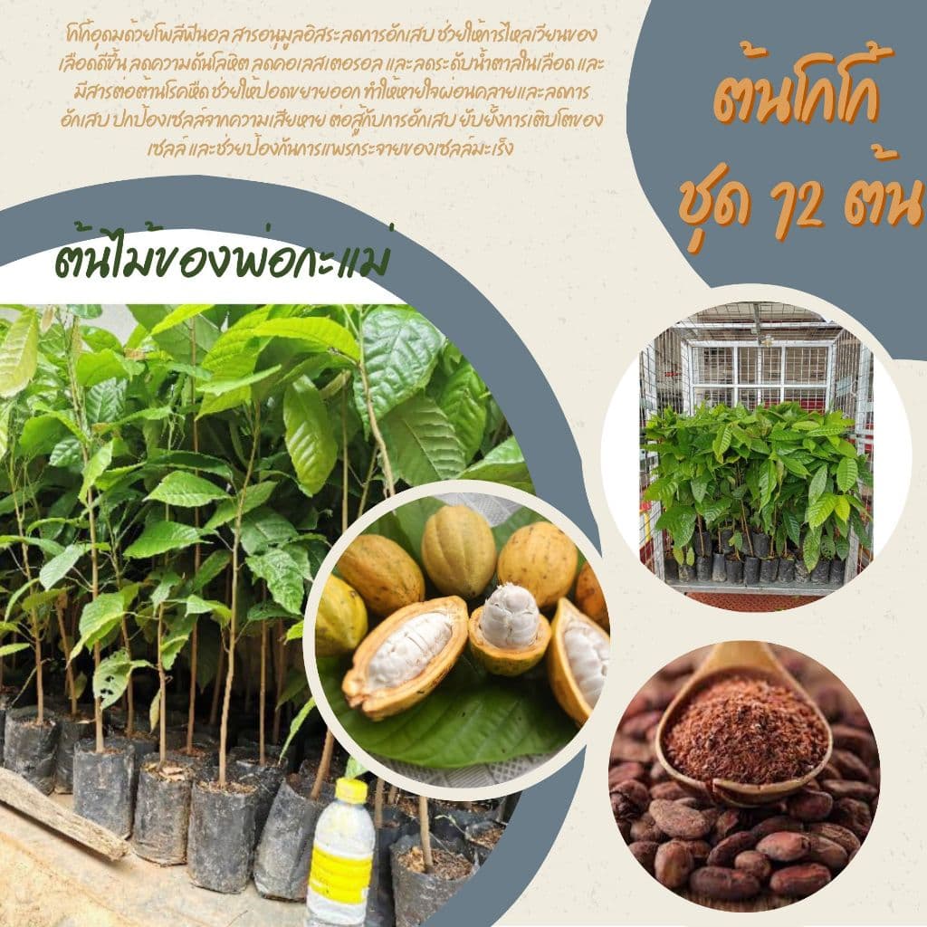 ต้นโกโก้​ พันธุ์​ชุมพร​1 ชุด12ต้น สูง​50ซม.โตไวพร้อมปลูก รูปที่ 1