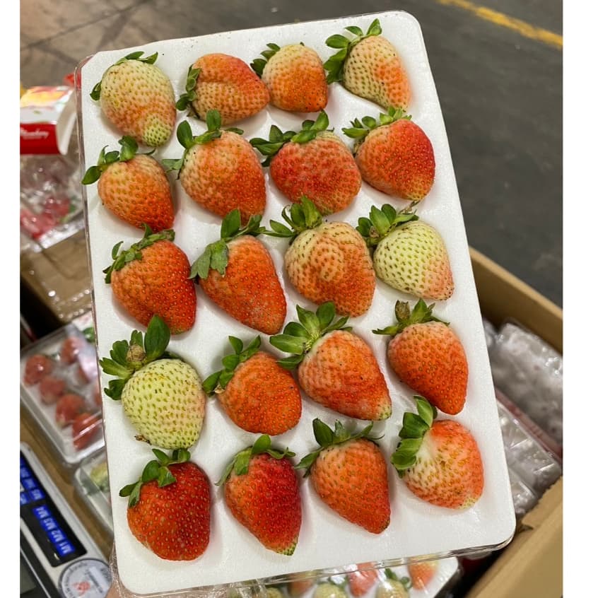 สตรอเบอรี่สด สตรอเบอรี่นำเข้าจากจีน เปรี้ยวหวาน สดชื่น ขนาด15-20-24ลูก อ่านรายละเอียดทุกอย่างก่อนกดสั่ง รูปที่ 1
