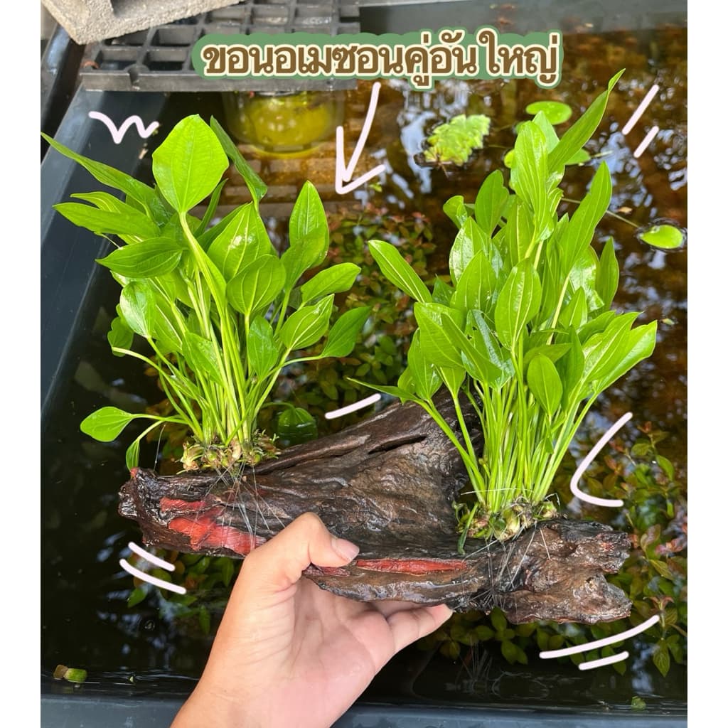 ขอนอเมซอน รูปที่ 2