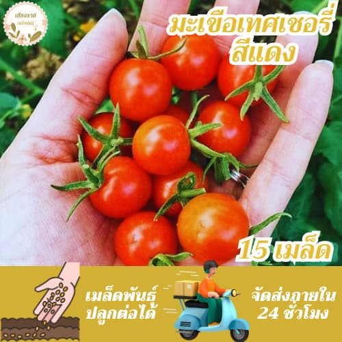 เมล็ดพันธุ์ มะเขือเทศเชอรี่ 15 เมล็ด Lycopersicon esculentum เมล็ดพันธุ์แท้ นำเข้าจากต่างประเทศ ปลูกผัก สวนครัว รูปที่ 1