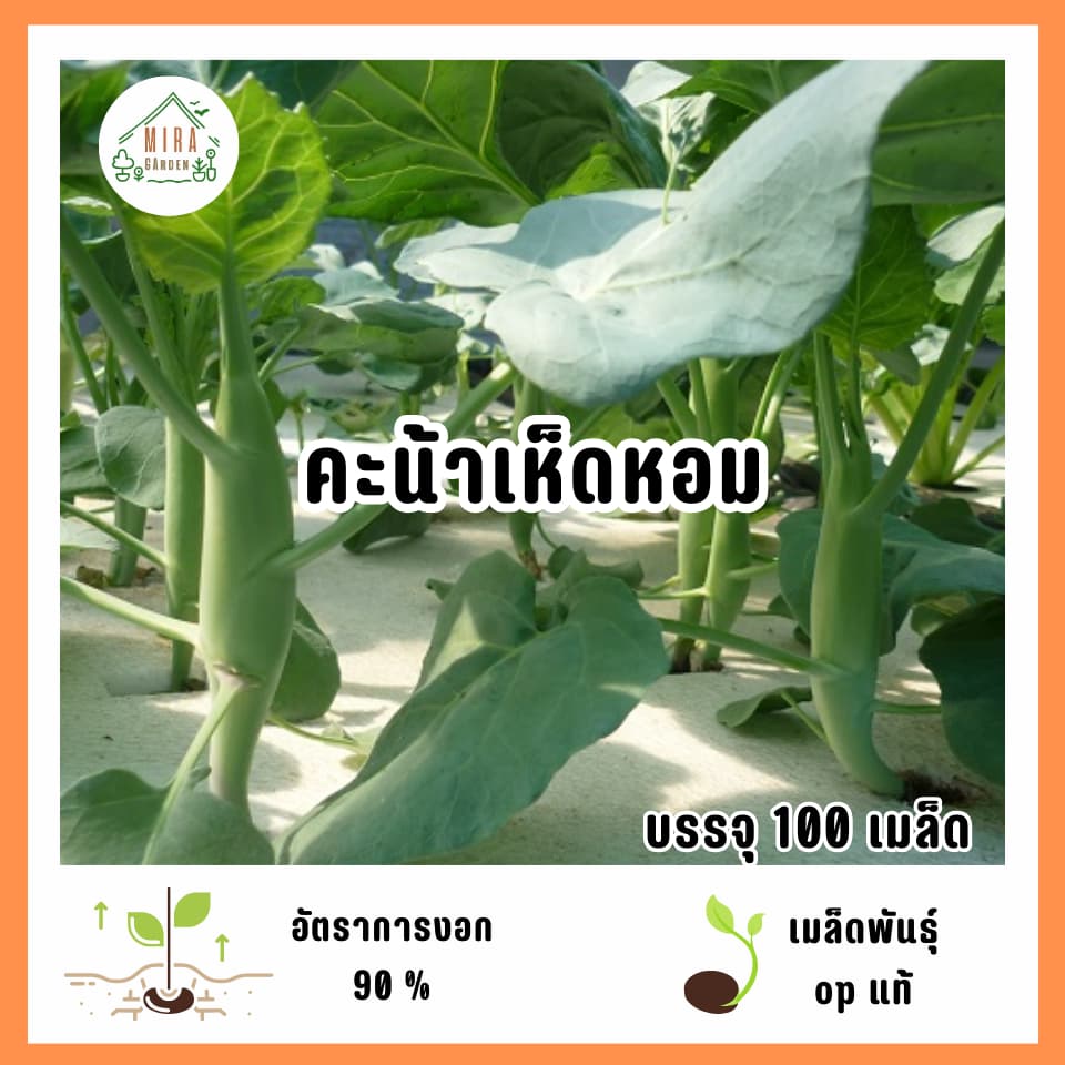 เมล็ดพันธุ์คะน้าเห็ดหอม 100 เมล็ด รูปที่ 1
