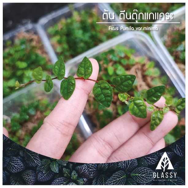 กิ่งตัดสด ต้นตีนตุ๊กแกแคระ Ficus Pumila var.minima ต้นไม้ตกแต่งTerrarium สวนตู้ชื้น รูปที่ 6