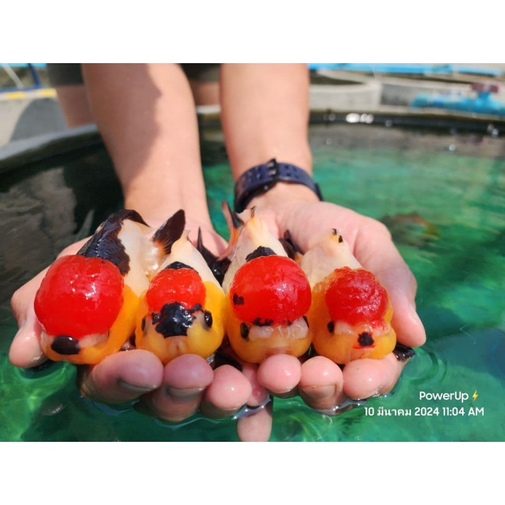 อาหารปลาทอง PowerUp เม็ดจม เร่งสี / เร่งโต เร่งสีโทนดำ ขับลม ครบจบในซองเดียว รูปที่ 3