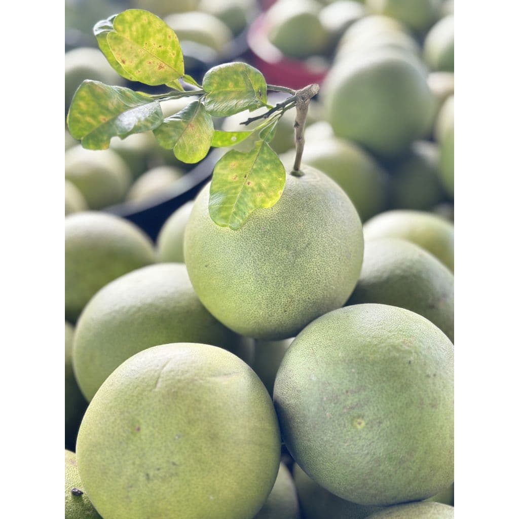 ส้มโอขาวใหญ่ตัดสดใหม่จากสวน PPY หวานฉ่ำ ชื่นใจ รับประกันคุณภาพ รูปที่ 1
