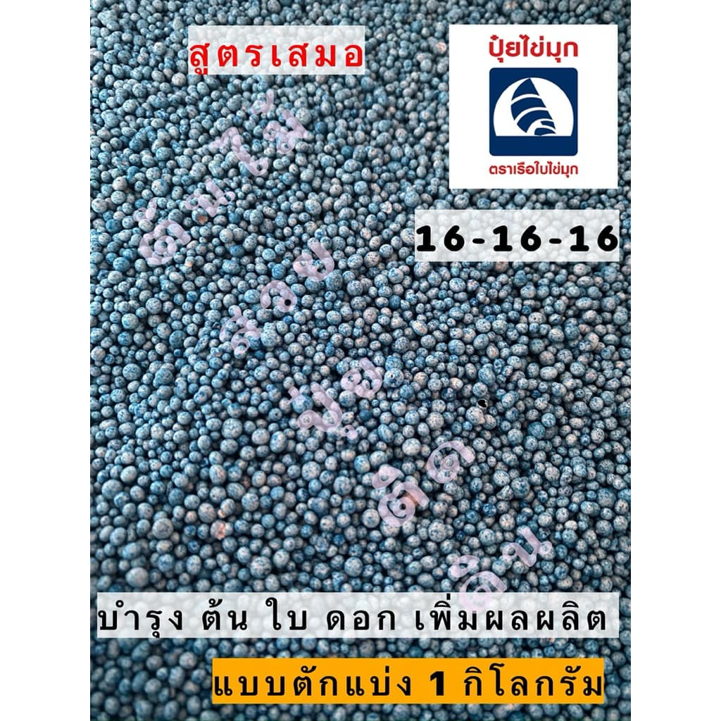 ปุ๋ย ตราเรือใบ 16-16-16 สีเขียว เร่ง ดอก ผล ต้น ใบ รูปที่ 1