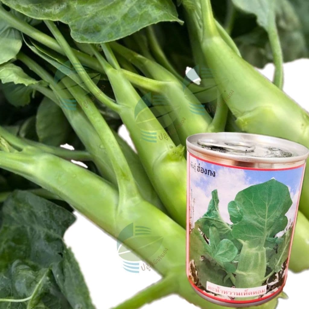 เมล็ดพันธุ์ คะน้าเห็ดหอม ตราลูกโลก รูปที่ 5