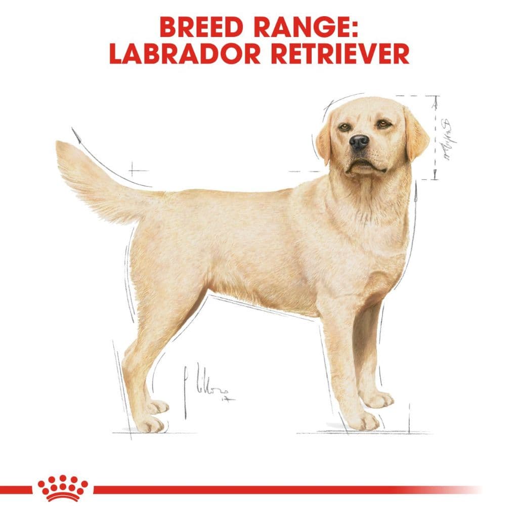 ROYAL CANIN LABRADOR ADULT สุนัข1ปีขึ้นไป สูตรเฉพาะสายพันธ์ กระสอบ 12 กิโลกรัม{อาหารสุนัขเม็ด} รูปที่ 6