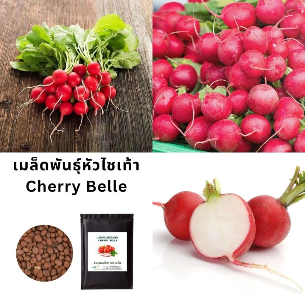 เมล็ดพันธุ์หัวไชเท้า Cherry Belle | Radish Seeds Cherry Belle โตเร็ว 20-25 วัน ปลูกง่าย | Non-GMO ปลูกกระถางหรือแปลงผั รูปที่ 1