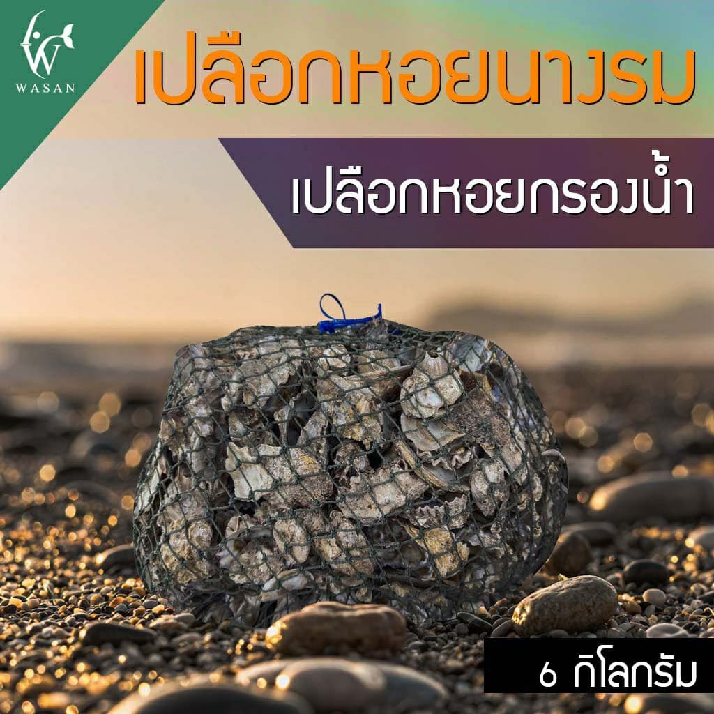 เปลือกหอยนางรม 6 kg.ใส่ถุงตาข่ายอวนเขียว พร้อมใช้งาน BY วสันต์อุปกรณ์ปลาสวยงาม รูปที่ 3