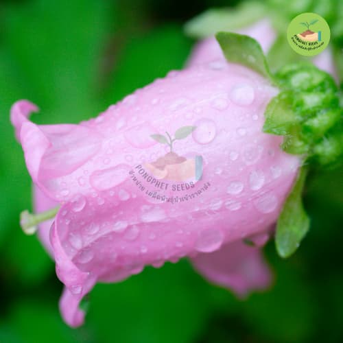 เมล็ดพันธุ์ดอกระฆังสีหวาน 10 เมล็ด รูปที่ 5