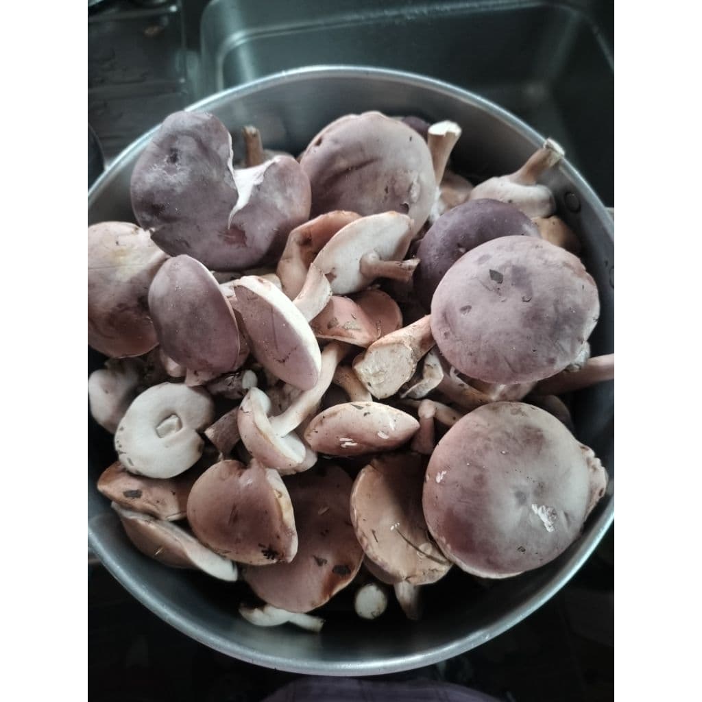 เห็ดผึ้งขมต้ม เห็ดยูคา 1kg. รูปที่ 3