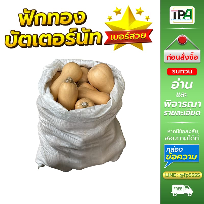 ฟักทองบัตเตอร์นัท 1, 2, 3, 4, 5 กก. - Butternut Squash . รูปที่ 9