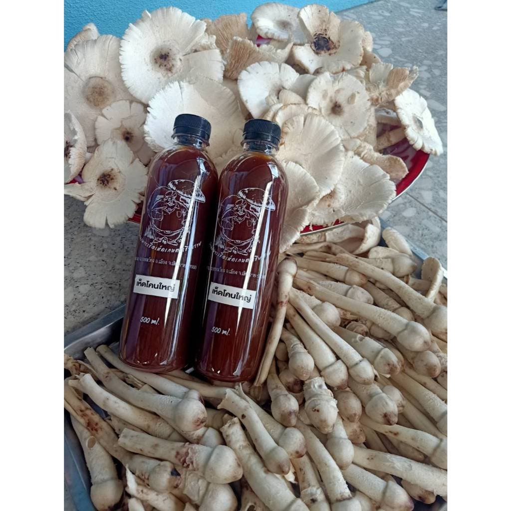 เชื้อเห็ดโคนปลวกดอกใหญ่ 1 ขวด ขนาด 500 ML. รูปที่ 9