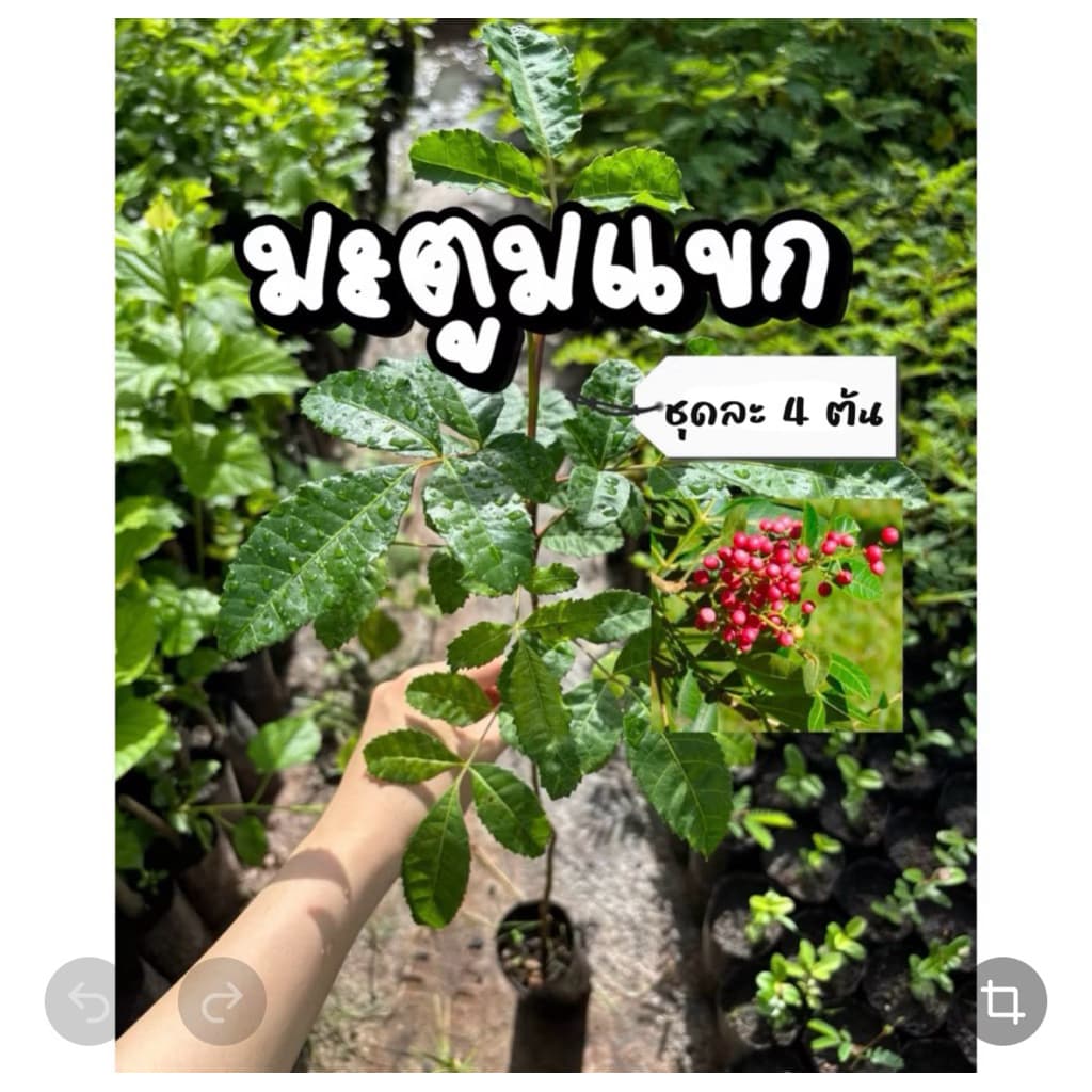 ต้นมะตูมแขก หรือ มะตูมซาอุ ชุด 4 ต้น ปลูกง่าย ทนต่ออากาศร้อน ใช้เป็นผักแกล้ม รูปที่ 1