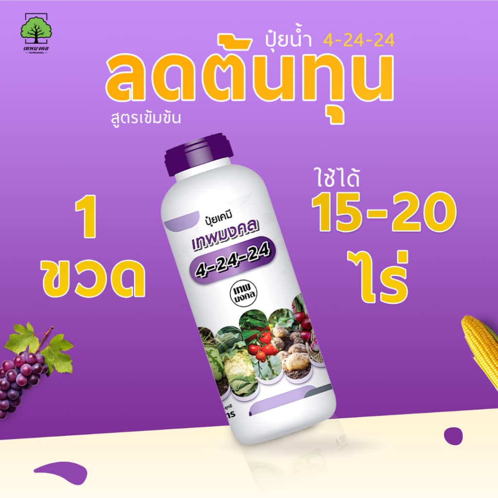 ปุ๋ยน้ำตราเทพมงคล สูตร 4-24-24 แพ็ค 2 ขวด เปิดตาดอกขยายผล เพิ่มผลผลิต เพิ่มเนื้อ เพิ่มน้ำหนัก 1 ลิตร รูปที่ 4